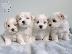 PoulaTo: Supper Cute Micro Teacup Maltese puppiesmm